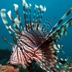 LionFish-Monkey Wreck LionFish-Monkey Wreck